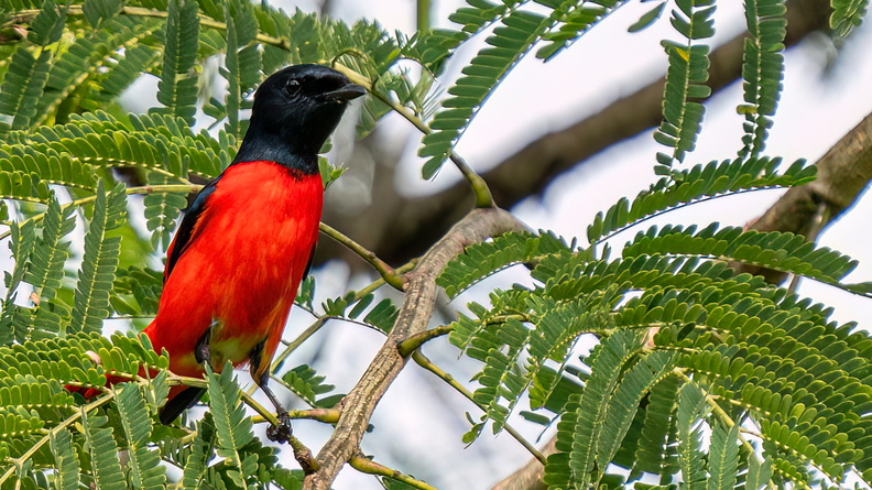 Scarlet Minivet (Pericrocotus speciosus) male, Tân Phú District, Hồ Chí Minh City, Vietnam